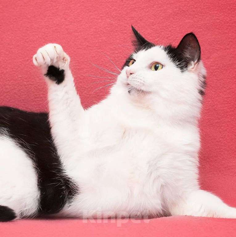 Кошки в Москве: Кошечка Эльза вывезена из Мариуполя Девочка, Бесплатно - фото 5