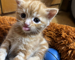 Кошки в Симферополе: Отдаю в добрые руки котят Мальчик, Бесплатно - фото 3