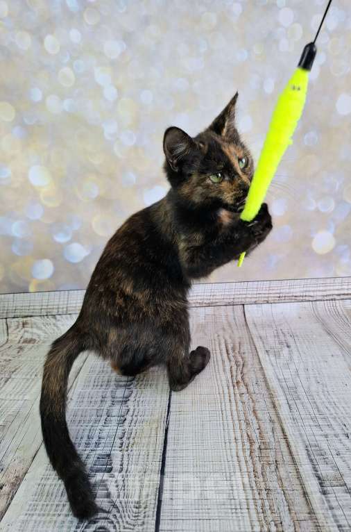 Кошки в Москве: Черепаховый котёнок в добрые руки  Девочка, Бесплатно - фото 5