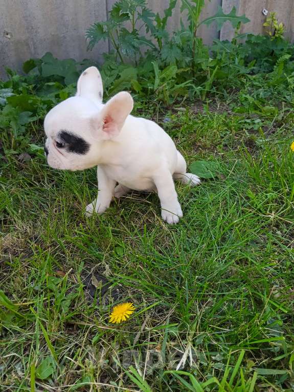 Собаки в других городах Самарской области: Французский бульдог щенок Мальчик, 30 000 руб. - фото 3