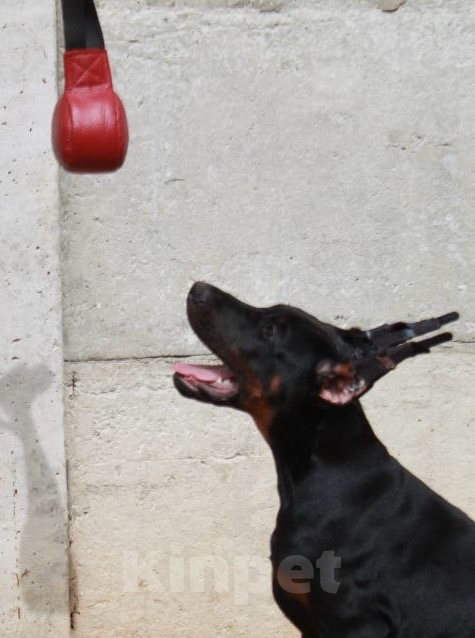 Собаки в Чехове: Великолепная, купированная девочка добермана Девочка, 90 000 руб. - фото 9