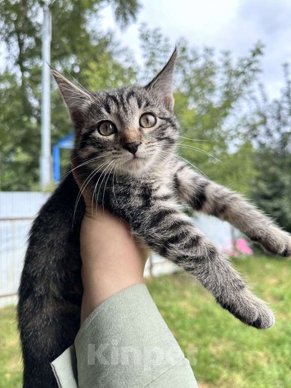 Кошки в Перми: Кошка Девочка, Бесплатно - фото 1