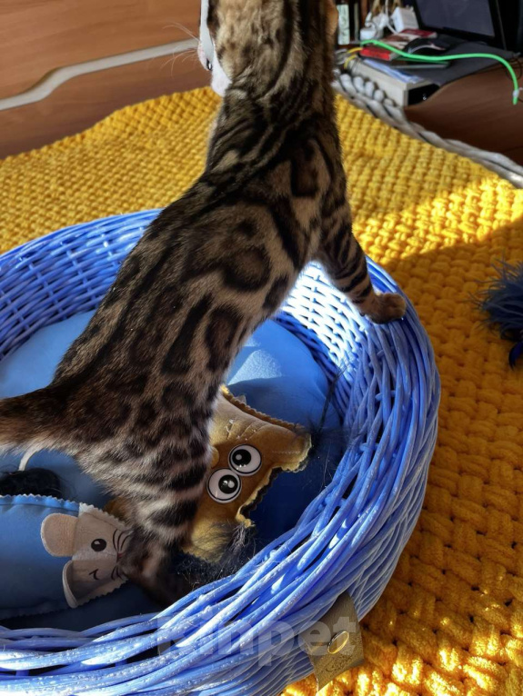 Кошки в Самаре: Бенгальская девочка Veritay Bonita Девочка, 60 000 руб. - фото 3