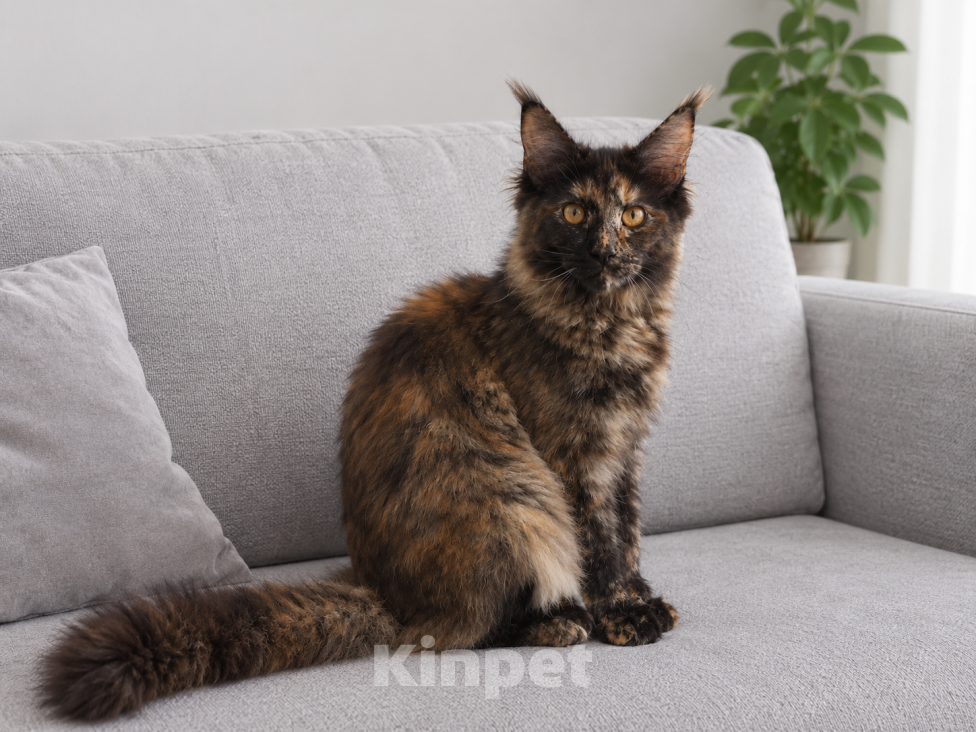 Кошки в Москве: Котенок мейн кун Девочка, 40 000 руб. - фото 2