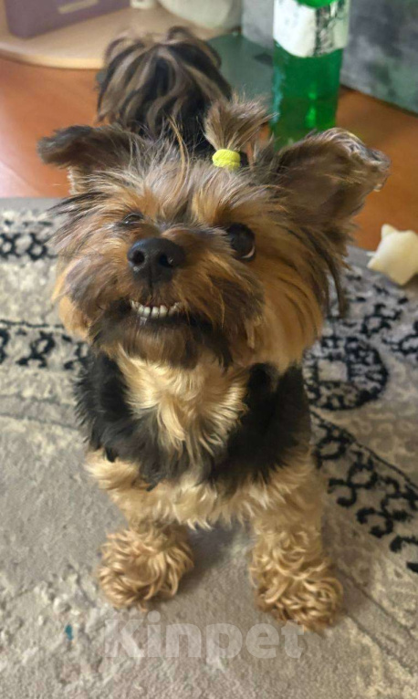 Собаки в Котельнике: Вязка йоркширский терьер  Девочка, 1 руб. - фото 2