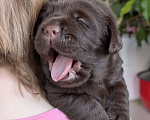 Собаки в Москве: Шоколадный бутуз Мальчик, 120 000 руб. - фото 5
