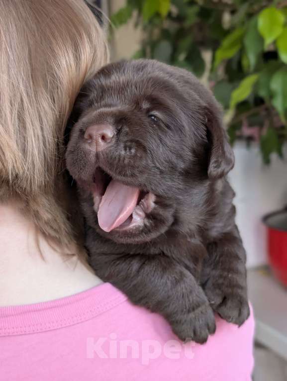 Собаки в Москве: Шоколадный бутуз Мальчик, 120 000 руб. - фото 5