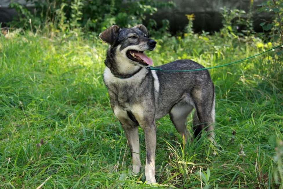 Собаки в Москве: Хильда Девочка, Бесплатно - фото 6