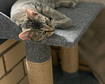 Кошки в Мытищах: Котята в добрые руки Мальчик, Бесплатно - фото 3