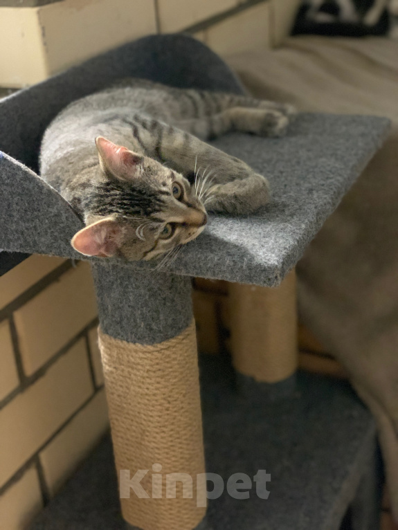 Кошки в Мытищах: Котята в добрые руки Мальчик, Бесплатно - фото 3