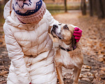 Собаки в Москве: Небольшая домашняя собачка в дар Девочка, 1 руб. - фото 7