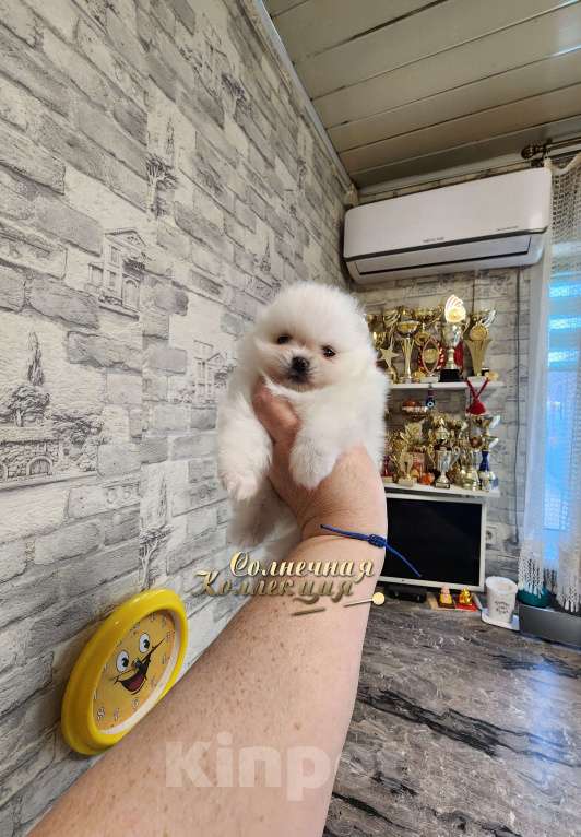 Собаки в Москве: Шпиц померанский девочка эффектного окраса Девочка, Бесплатно - фото 1