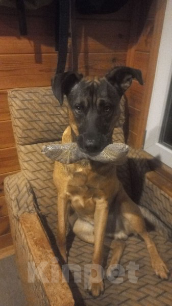 Собаки в Севастополе: ПОМОГИТЕ НАЙТИ  Мальчик, 5 000 руб. - фото 1