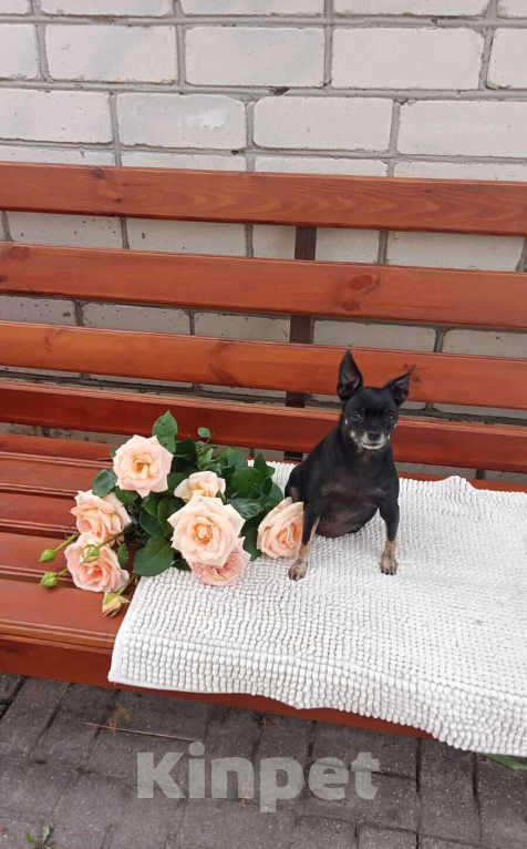 Собаки в Брянске: Потерян той Девочка, Бесплатно - фото 2