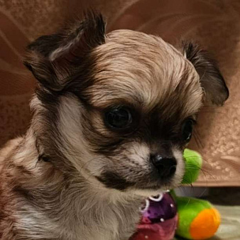 Чихуахуа мальчик 