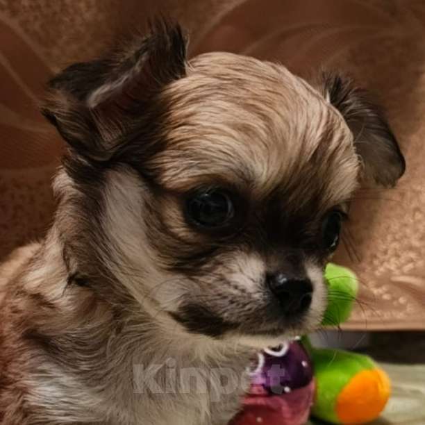 Собаки в Москве: Чихуахуа мальчик  Мальчик, 17 000 руб. - фото 1