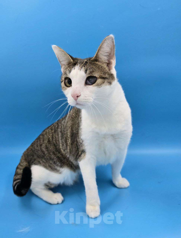 Кошки в Москве: Ласковейшая Юна в добрые руки Девочка, Бесплатно - фото 5