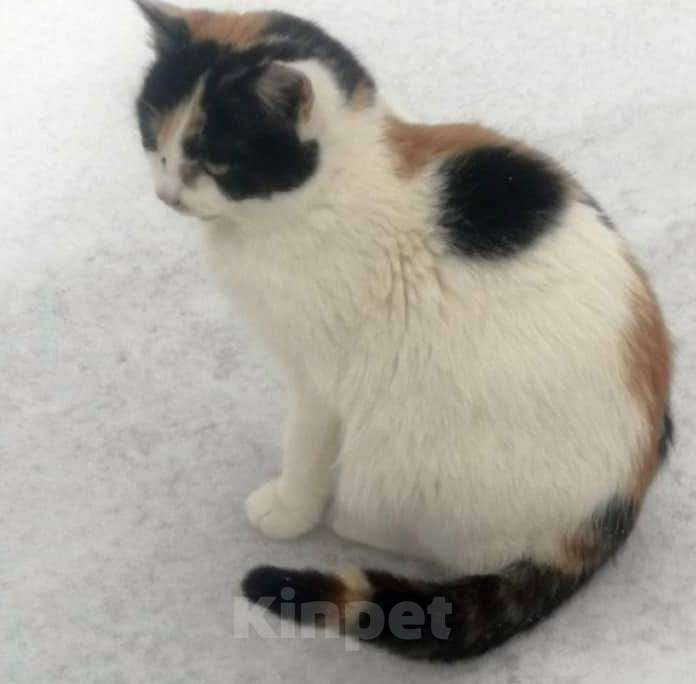 Кошки в Москве: Три трехцветных котенка ищут дом Девочка, 1 руб. - фото 4