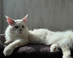 Кошки в Санкт-Петербурге: Мейн-кун котёнок Девочка, 35 000 руб. - фото 2