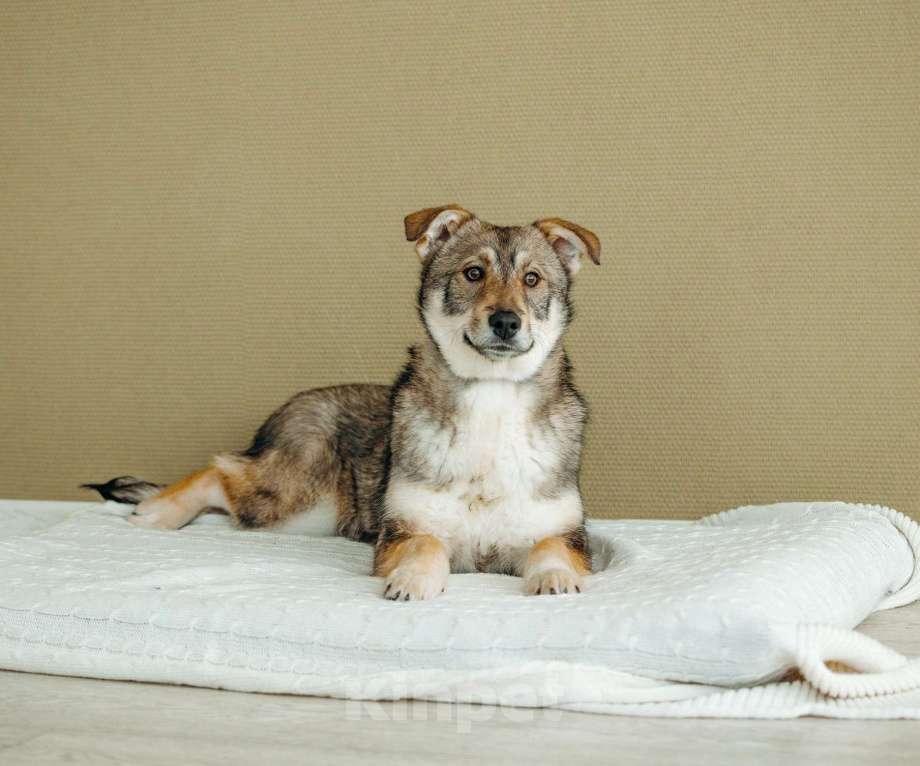 Собаки в Москве: Щенок бесплатно в Москве Девочка, Бесплатно - фото 6