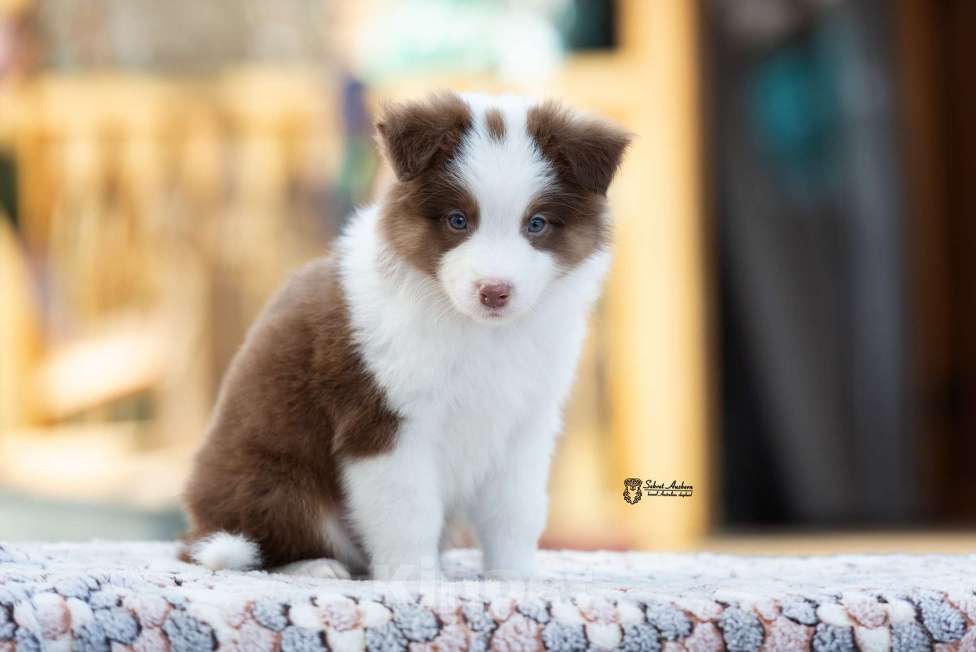 Собаки в Москве: Австралийская овчарка, аусси Мальчик, 70 000 руб. - фото 4