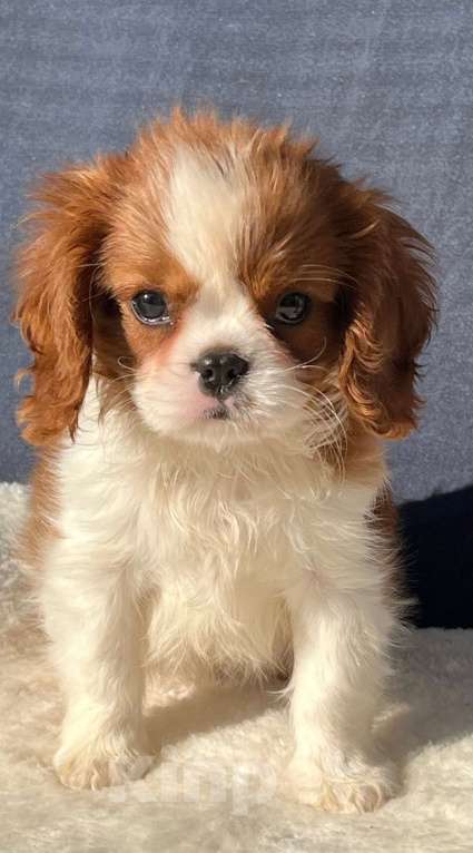 Собаки в Санкт-Петербурге: БЕСТ ИЛРЕАН ИЛАЙН Мальчик, 100 000 руб. - фото 2