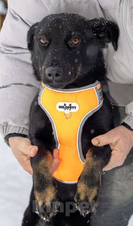 Собаки в Москве: Боня коротколапик ищет дом Девочка, Бесплатно - фото 4