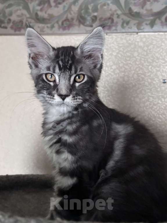 Кошки в Петергофе: Девочка красотка Девочка, 35 000 руб. - фото 7