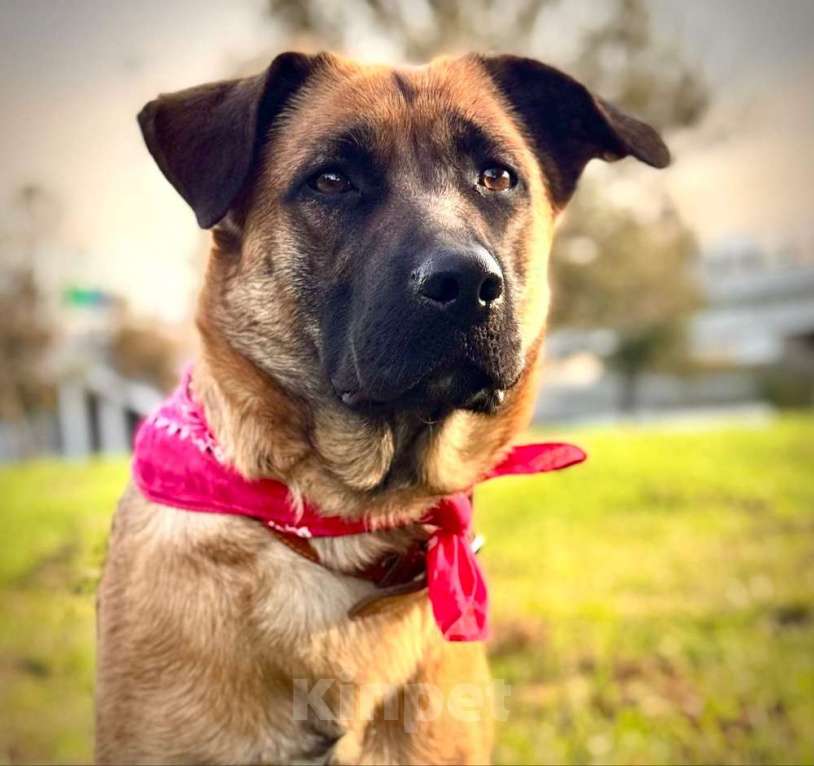 Собаки в Москве: Ищет дом замечательная собака Джина Девочка, 10 руб. - фото 1