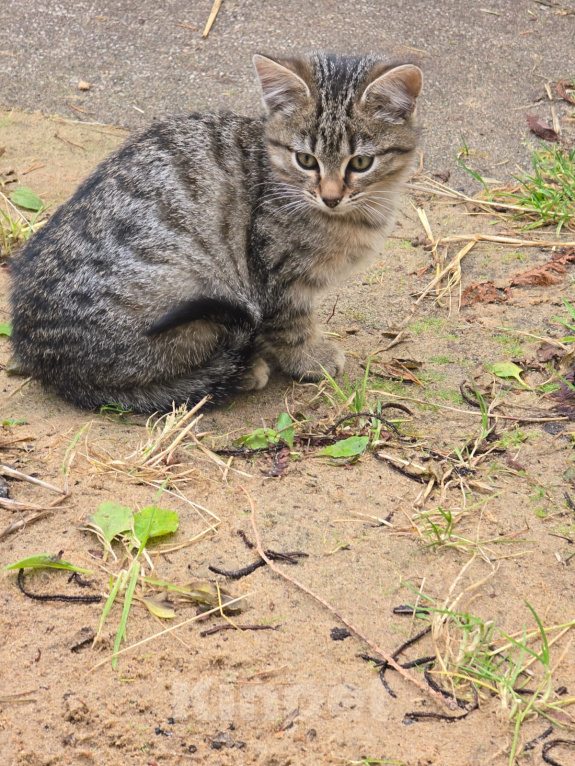 Кошки в других городах Ленинградской области: Котята 2,5 мес ищут дом, срочно! Им не выжить за городом! Разнополые, Бесплатно - фото 9