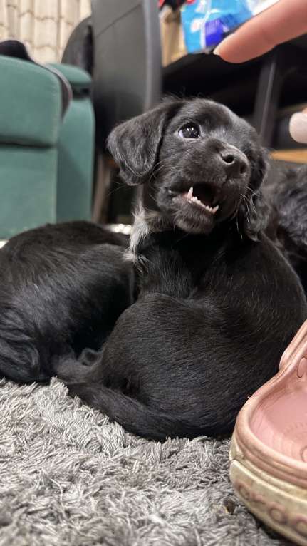 Собаки в Краснодаре: Английский Кокер помесь  Девочка, 100 руб. - фото 2