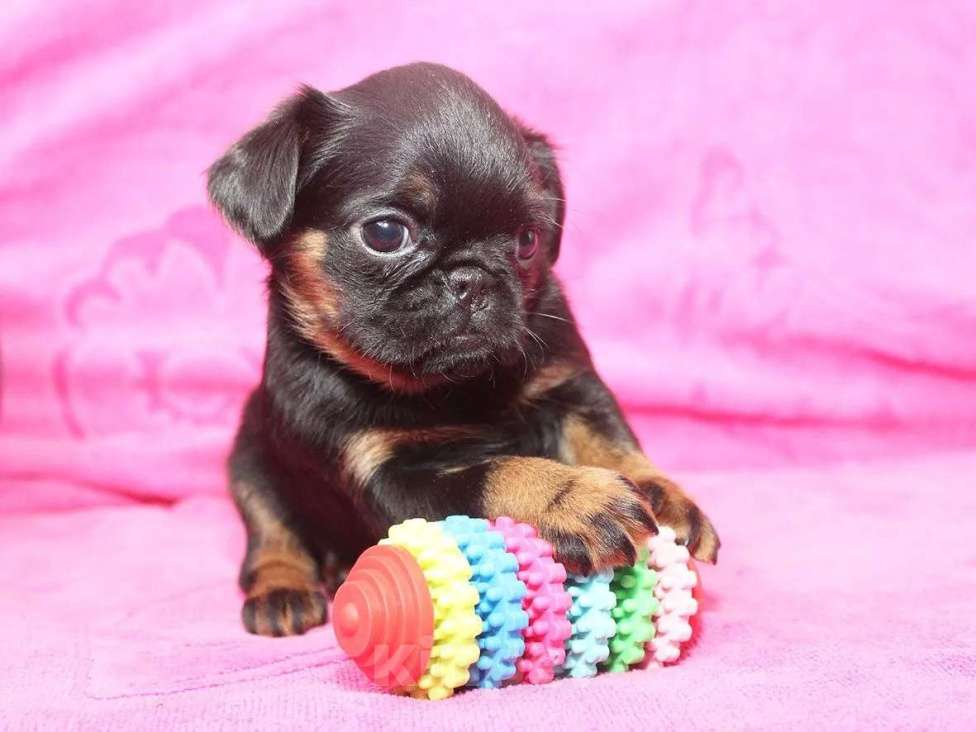 Собаки в Санкт-Петербурге: Шалунья Девочка, 80 000 руб. - фото 9