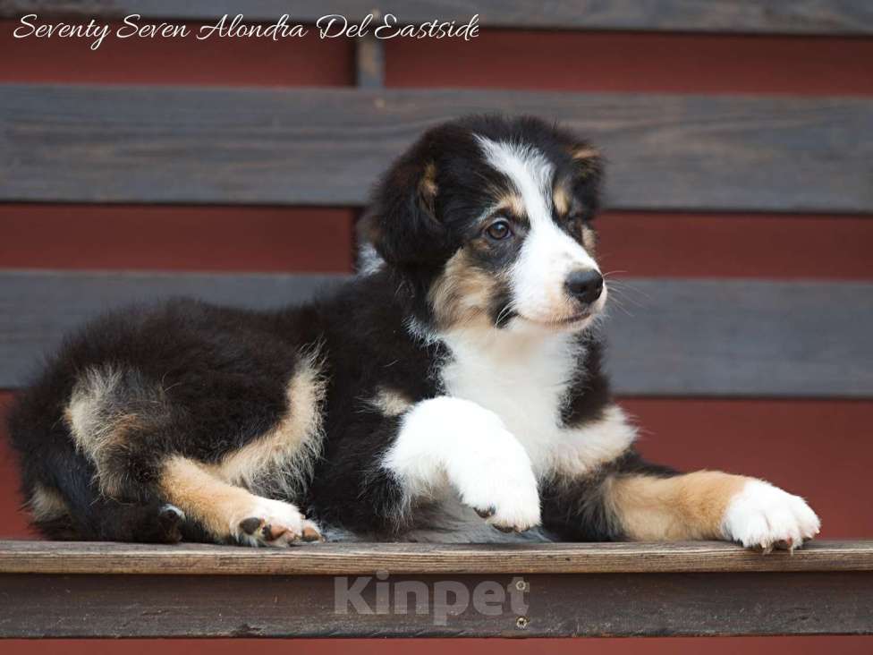 Собаки в Москве: Щенок миниатюрная американская овчарка (миниаусси) Девочка, 100 000 руб. - фото 5