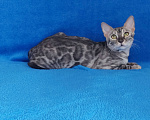 Кошки в Москве: Бенгальский кот Мальчик, Бесплатно - фото 1