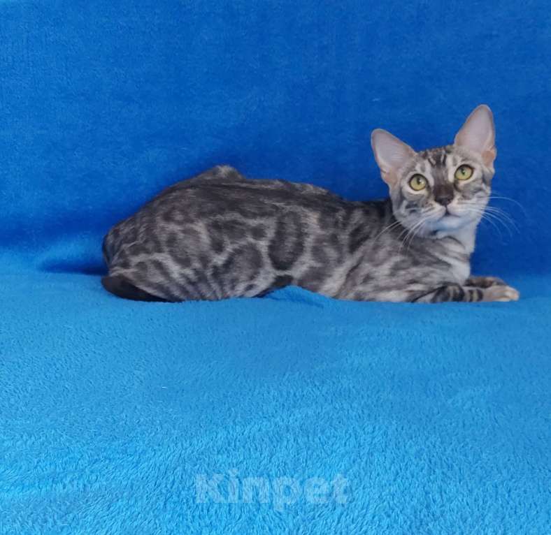 Кошки в Москве: Бенгальский кот Мальчик, Бесплатно - фото 1