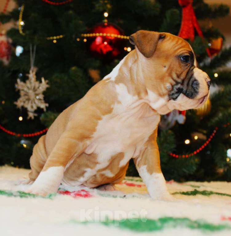 Собаки в других городах Московской области: Мальчик амстафф Мальчик, 60 000 руб. - фото 1