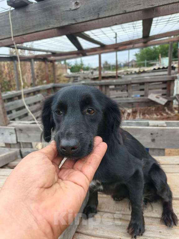 Собаки в Москве: Девочка, метис спаниеля, только меньшего размера Девочка, Бесплатно - фото 4