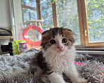 Кошки в Саратове: Котёнок  Мальчик, Бесплатно - фото 3