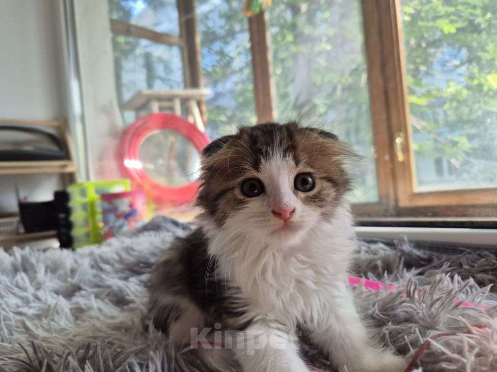 Кошки в Саратове: Котёнок  Мальчик, Бесплатно - фото 3