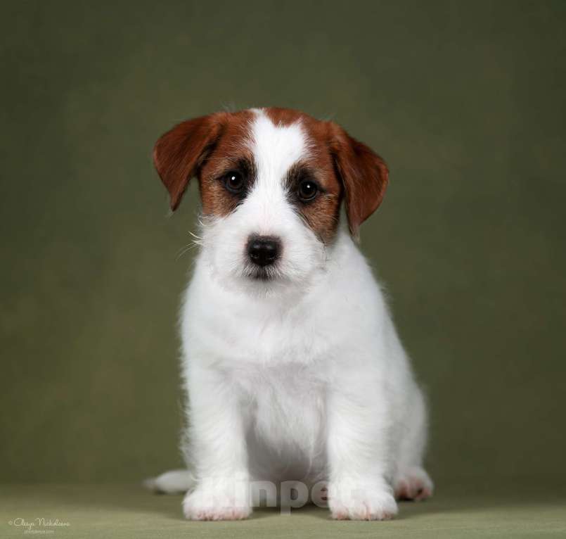 Собаки в Санкт-Петербурге: Марлекс Солар Найджел  Мальчик, 80 000 руб. - фото 5