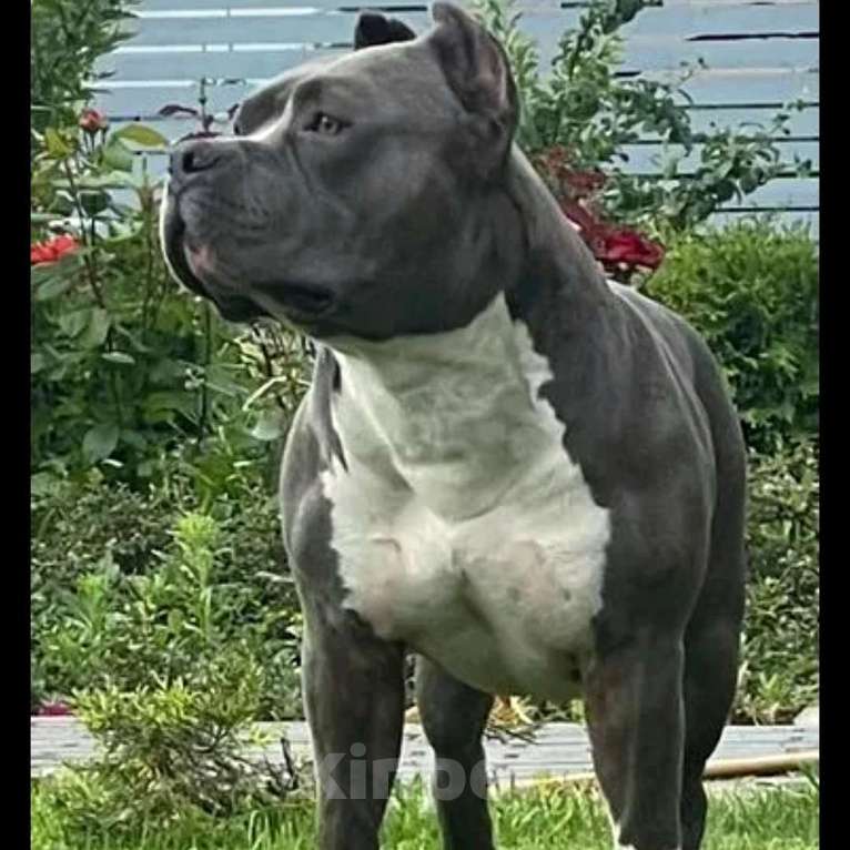 Собаки в Липецке: Голубые щенки АМСТАФФА  Мальчик, 60 000 руб. - фото 3