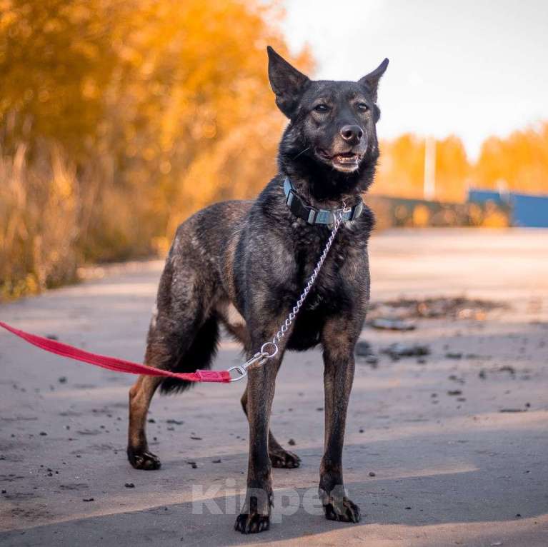 Собаки в Москве: Джай Мальчик, Бесплатно - фото 4