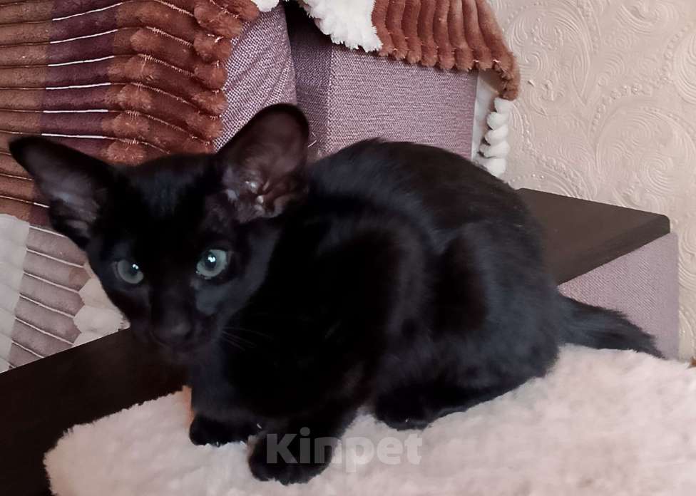 Кошки в Шахте: Продаю котят ориентальной породы  Девочка, 20 001 руб. - фото 10