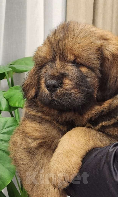 Собаки в Чайковском: шикарные щенки Тибетский мастиф Девочка, Бесплатно - фото 4