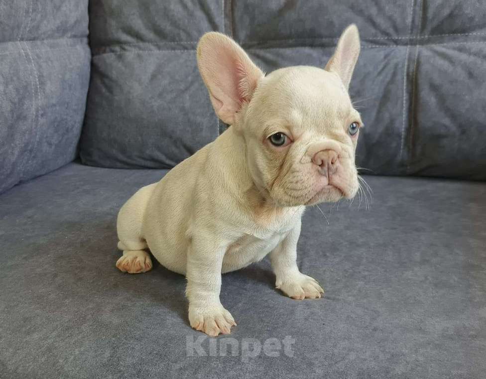 Собаки в Шахте: Нежность в лиловом под кремом | Уникальный окрас «платина» Девочка, 65 000 руб. - фото 3