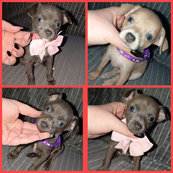 Продам Щенков