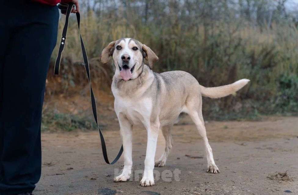 Собаки в Москве: Три года надежды в глазах Рэя. Мальчик, Бесплатно - фото 5