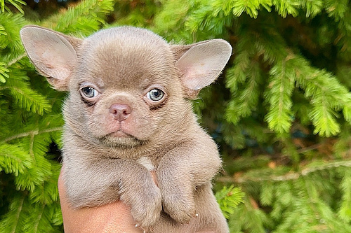 Лиловый красавец чихуахуа💜