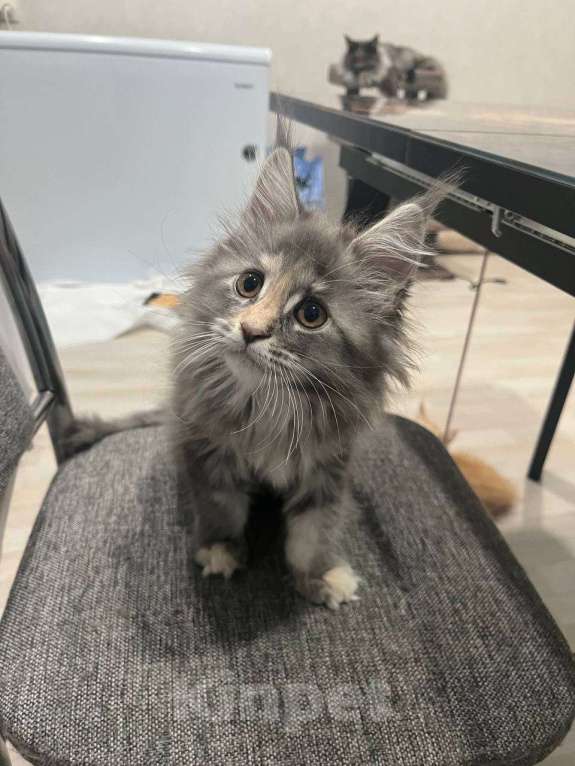 Кошки в Ахтубинске: Котята мейн-кун Девочка, 30 000 руб. - фото 2