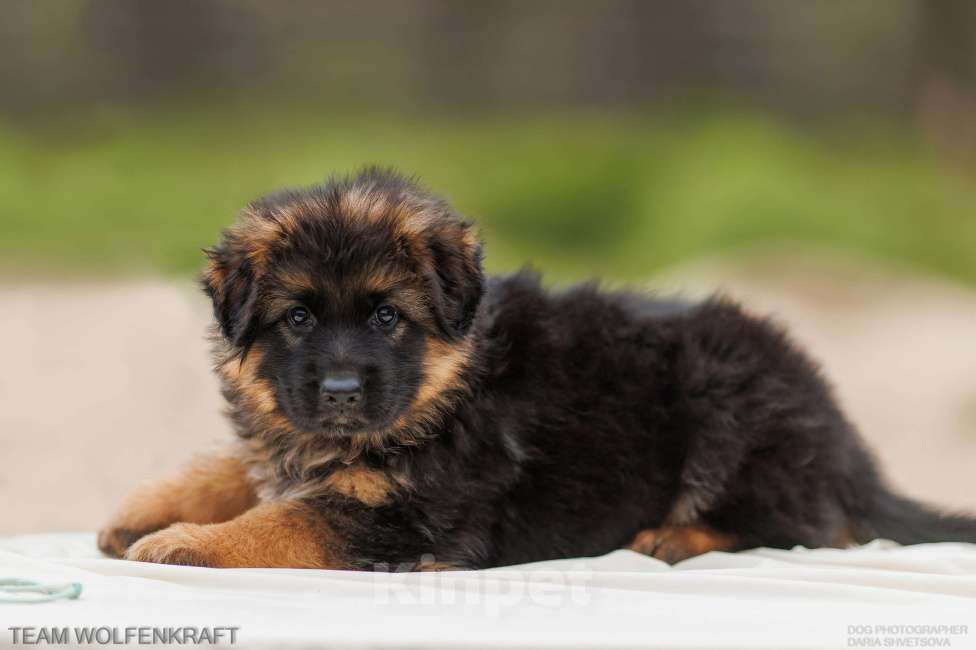 Собаки в Волгограде: Длинношерстная немецкая овчарка Разнополые, Бесплатно - фото 7